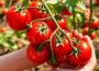 COMPLETE TOMATO GROWING GUIDE