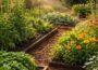 Watering Plants in Summer