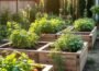 What-to-Plant-Month-by-Month-in-Raised-Beds