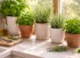 Top 10 Easy Herbs to Grow at Home